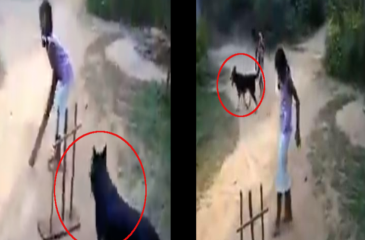 क्रिकेट खेल रहे थे बच्चे, कुत्ता बना विकेटकीपर, देखिए कैसे की शानदार फील्डिंग