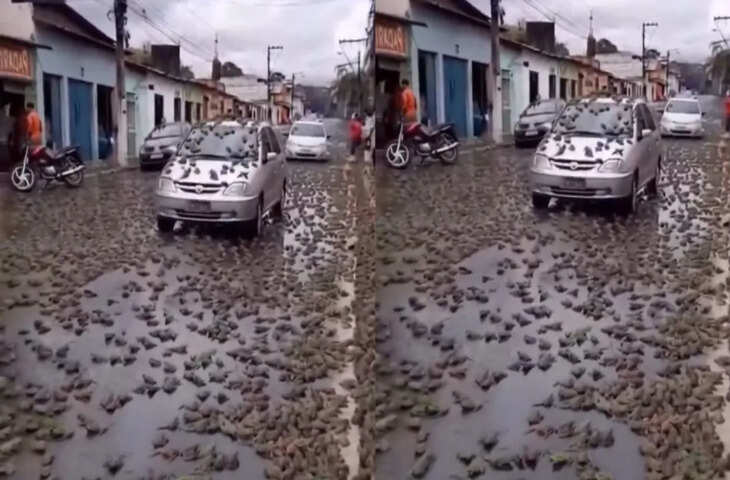 आसमान से मेंढकों की बारिश? तेजी से वायरल हो रहा है वीडियो