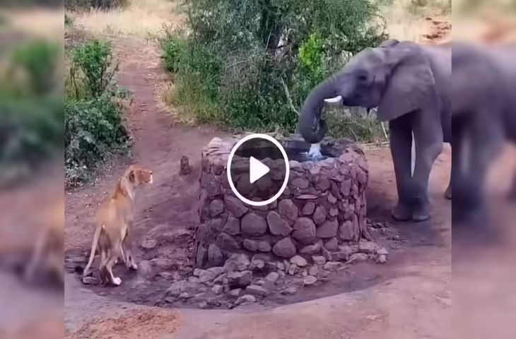 Wildlife Drama: शेरनी और हाथी की मुठभेड़, जंगल में बने आश्चर्यजनक दृश्य का वीडियो वायरल