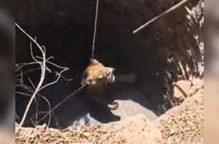 खुले कुएं में गिरा शेर, वन विभाग ने सुरक्षित किया रेस्क्यू