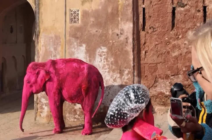 जयपुर में गुलाबी रंगे हाथी के फोटोशूट पर विवाद, फुटेज में जानें विदेशी फोटोग्राफर घिरी, वन्यजीवों के इस्तेमाल और सुरक्षा पर उठे सवाल
