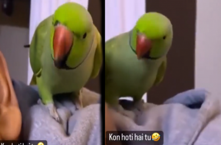 'कौन होती है तू', तोते को आया गुस्सा तो ऐसे डांटने लगा मालकिन को