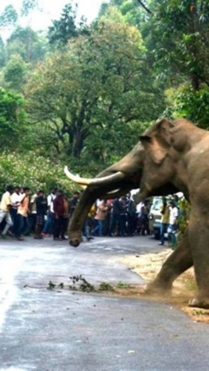 Jharkhand में 5 साल में 462 लोगों की मौत के बाद उठी हाथी कॉरिडोर की मांग