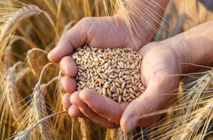 Rabi Season Farming: रबी सीजन में इन फसलों की खेती से बढ़ सकती है किसानों की कमाई, जानें कौन-सी फसलें हैं बेहतर विकल्प