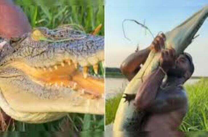 निडर शख्स ने नंगे हाथों से पकड़ा खतरनाक मगरमच्छ, 45 लाख से ज्यादा व्यूज़