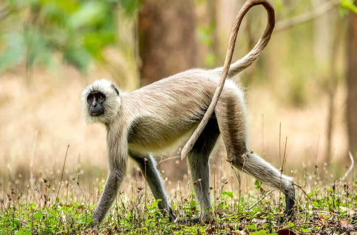 Viral: मौत के मुंह से बाल-बाल बचा बच्चा, लंगूर ने सुपरमैन बनकर किया खतरनाक रेस्क्यू&nbsp;