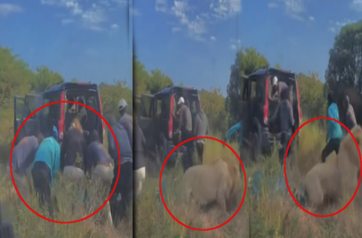 बेहोश शेर को घेरकर खड़े थे लोग, अचानक होश में आ गया जंगल का राजा, देखिए फिर क्या हुआ