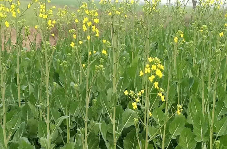 बारां के दो किसानों ने खोजी सरसों की नई किस्म, पैदावार में सामान्य से दोगुनी