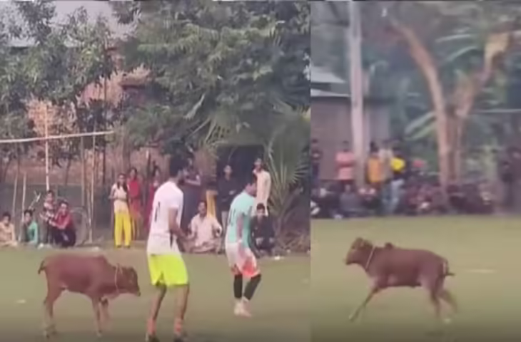 फुटबॉल मैच में घुसा नन्हा बछड़ा, खिलाड़ियों के साथ दौड़ता देख हंसी नहीं रोक पाए लोग