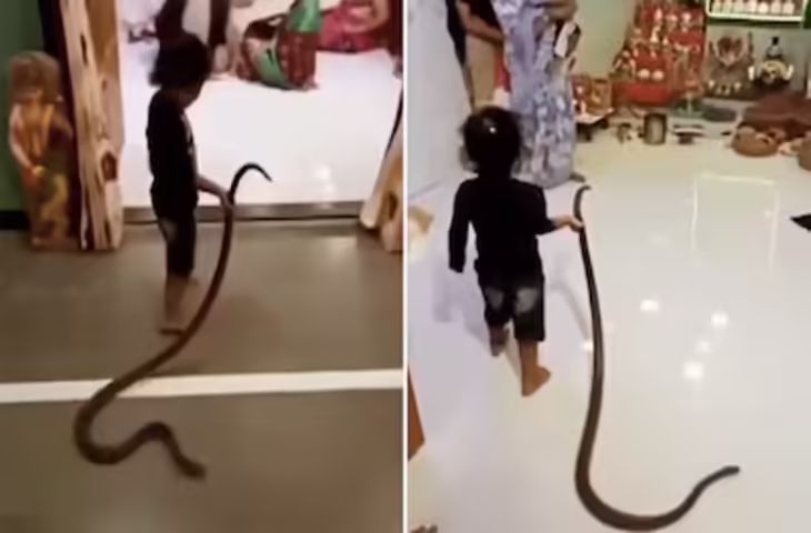 हाथ में जहरीला सांप लेकर खिलौने की तरह खेलती दिखी मासूम बच्ची, वीडियो देख लोगों की थम गई सांसें