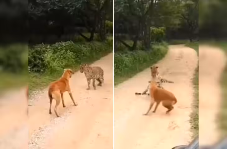 अचानक तेंदुए ने कर दिया हमला, डोगेश भाई ने नहीं मानी हार; ऐसे किया पलटवार देख दंग रह जाएंगे