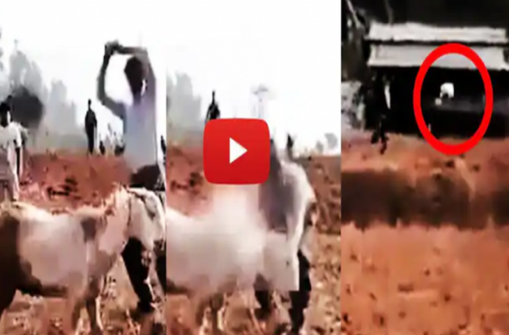 धारदार हथियार से किया बकरे की गर्दन पर वार लेकिन नहीं आई खरोंच तक, फिर हुआ कुछ ऐसा