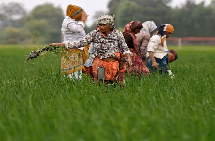 उत्तराखंड में पहली बार किसान कर सकेंगे जड़ी-बूटियों की खेती, 11 जिलों में शुरू हुई आवेदन प्रक्रिया