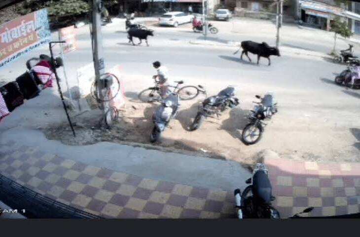 सड़कों पर आवारा पशुओं को लेकर सुप्रीम कोर्ट सख्त, वीडियो में कहा- ये नेचुरल स्पीड ब्रेकर नहीं; हादसों के पीड़ितों को मिले मुआवजा