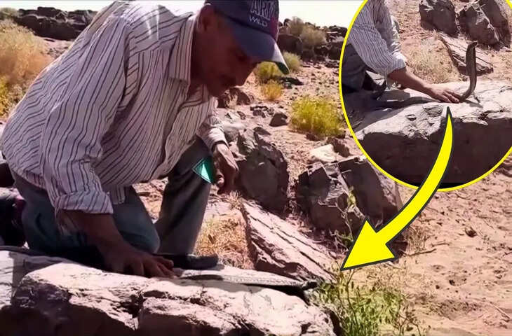  न तंत्र-मंत्र, न कोई हथियार&hellip;बंदे ने 3 बार थूका और ढेर हो गया जहरीला किंग कोबरा