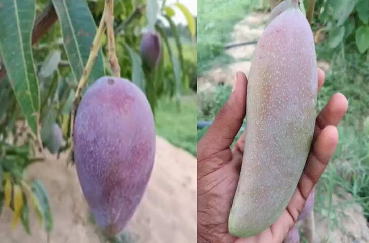 Jamui News: पारंपरिक खेती छोड़ विदेशी आमों से बदली किस्मत, जमुई के किसानों ने मियाजाकी और बनाना मैंगो से कमाए लाखों रुपये