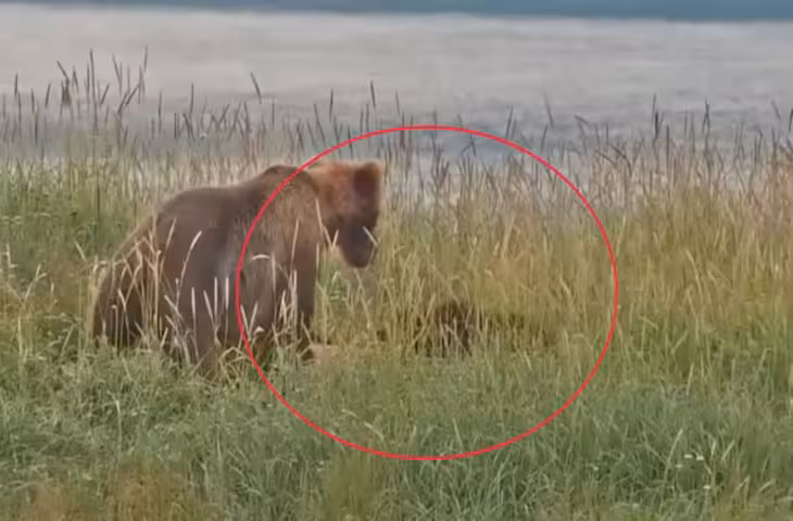 अलास्का में कैमरे में कैद खौफनाक मंजर, मादा भालू ने दूसरे भालू के बच्चे को मारकर खाया