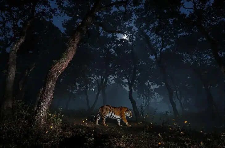 रणथम्भौर में सिर्फ बाघ ही नहीं&hellip; रात के जंगलों का &ldquo;अदृश्य शिकारी&rdquo; भी बना रहस्य, डॉक्यूमेंट्री में खुला रोमांच और खौफ