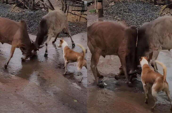 दो सांडों की भयंकर लड़ाई के बीच रेफरी बनकर पहुंचे डॉगेश भाई, फिर जो हुआ उसका वीडियो देख नहीं रुकेगी हंसी&nbsp;