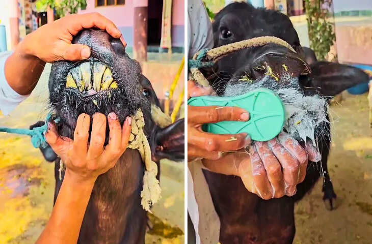 भैंस को टूथपेस्ट से दांत साफ कराता किसान, वीडियो देख लोग हंसी रोक नहीं पाए