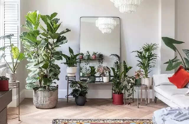 Best vastu shastra tips for mohini plant