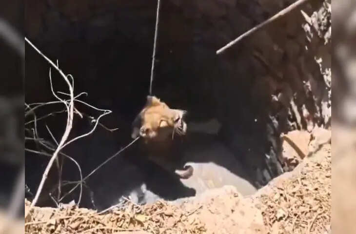 गुजरात के ऊना में कुएं में गिरा बब्बर शेर, हाई-वोल्टेज रेस्क्यू वीडियो वायरल