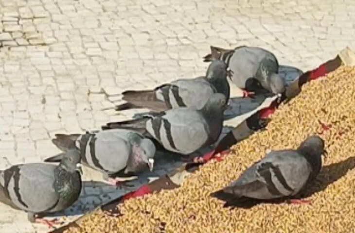 मुंबई में पहली बार कबूतरों को दाना डालने पर मामला दर्ज, माहिम की घटना ने बढ़ाई बहस
