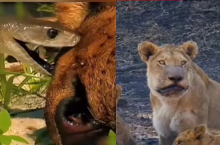 दहला देने वाला VIDEO: गहरी नींद में शेरनी को कट गया ब्लैक माम्बा, दर्दनाक मौत का वीडियो वायरल&nbsp;