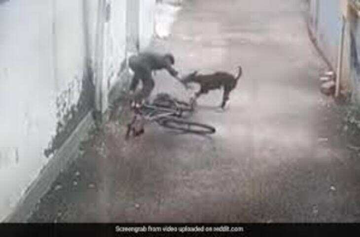 सोशल मीडिया पर वायरल हुआ हैरान कर देने वाला वीडियो, कुत्ते ने आदमी पर किया हमला, लोग हुए दंग