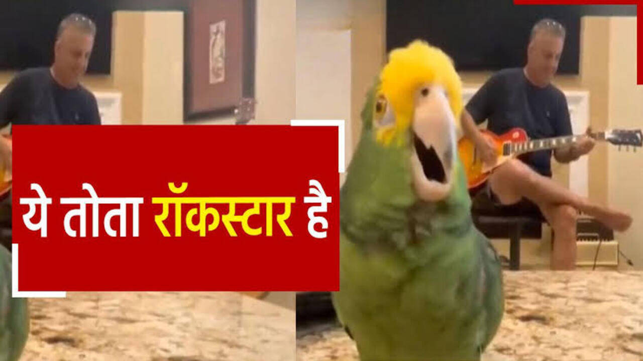 गिटार बजते ही तोते ने छेड़ी सुरीली तान, इंटरनेट पर छाया VIDEO, देखकर लोग बोले - 'ये तो रॉकस्टार लगता है'