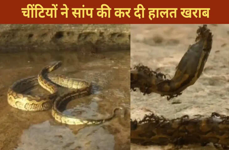 चींटियों के इलाके में घुस गया सांप, फिर जो हुआ…देखकर कांप जाएगी रूह