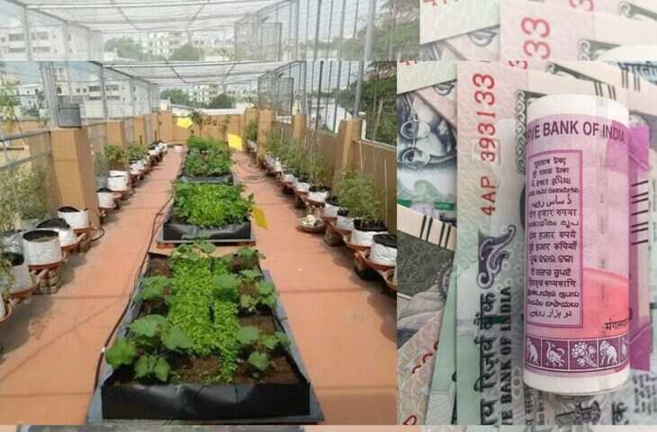 खेती का नया बिजनेस मॉडल, ₹10 हजार से शुरू करें माइक्रोग्रीन फार्मिंग और कमाएं लाखों रुपये, जाने कैसे करे शुरू&nbsp;