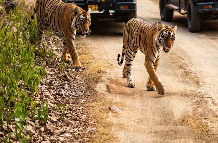 रणथंभौर टाइगर रिजर्व से दो बाघिन लापता: फुटेज में जानें माही समेत 17 दिन से कोई सुराग नहीं, सर्च ऑपरेशन तेज