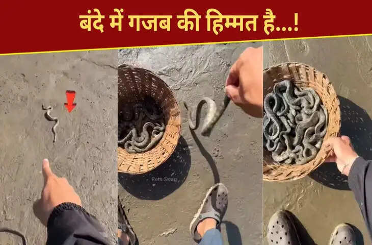 बंदे ने 100 से अधिक जहरीले सांपों की बचाई जान, VIDEO देख लोगों को नहीं हो रहा यकीन
