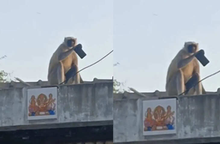 गुजरात के बंदर ने छीन लिया फोन और छपरे पर लेने लगा सेल्फी, ये मजेदार वीडियो देख नहीं रोक पाएंगे हंसी&nbsp;