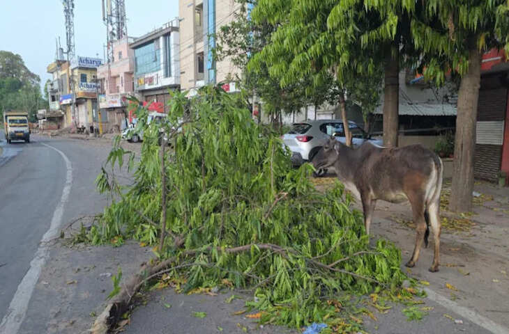 राजस्थान में मौसम का कहर: पश्चिमी विक्षोभ से बारिश, ओलावृष्टि और आंधी, कई जिलों में जनजीवन प्रभावित