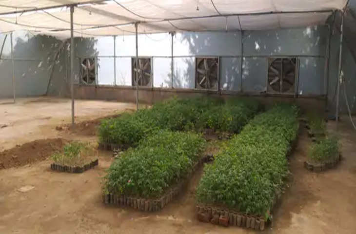Udaipur कालका माता नर्सरी में बना कृषि वानिकी केंद्र, सर्दियों में भी तैयार कर रहे 5000 नीम के पौधे