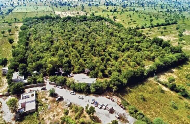 हवाई के बंजर जंगलों को मिला नया जीवन! 20 साल पहले बोए थे 1.5 लाख पौधे, अब बदला पूरा इकोसिस्टम