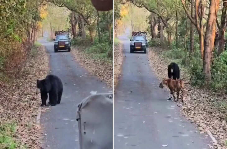 पीलीभीत टाइगर रिजर्व में अनोखा नजारा, भालू के आगे दुम दबाकर भागा बाघ, वीडियो वायरल