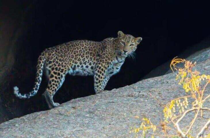 सवाई माधोपुर में फिर दिखा लेपर्ड, CCTV में कैद हुआ मूवमेंट, इलाके में दहशत
