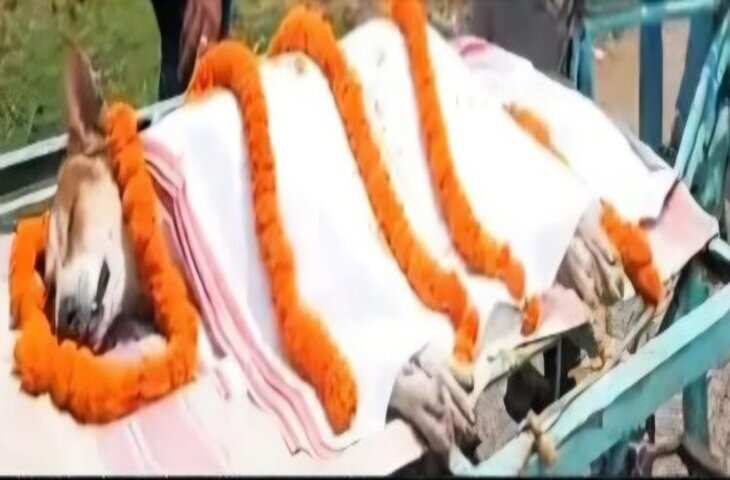30 बच्चों की जान बचाकर शहीद हुआ &lsquo;काली&rsquo;! जहरीले सांप से लड़ते-लड़ते कुत्ते की मौत, अंतिम संस्कार पर पूरा गाँव रोया&nbsp;
