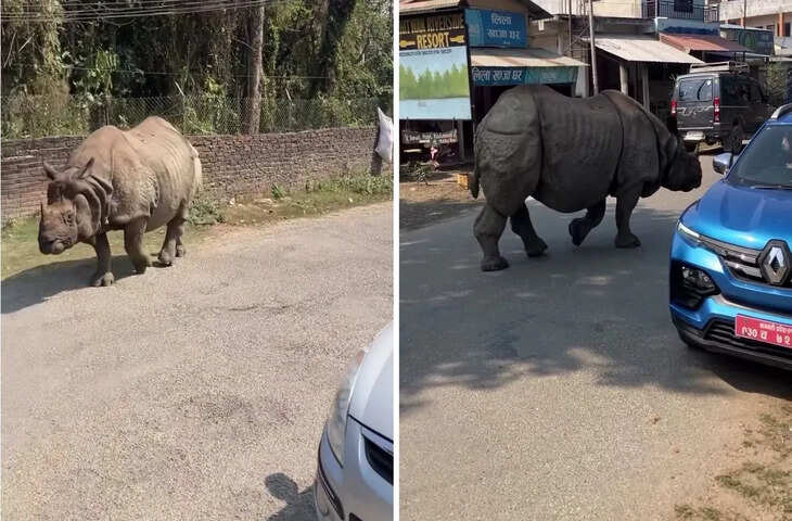 नेपाल में सड़क पर 2000 किलो के गैंडे की एंट्री, सब्जी लेकर लौट रहे लोगों में मचा हड़कंप; वीडियो वायरल