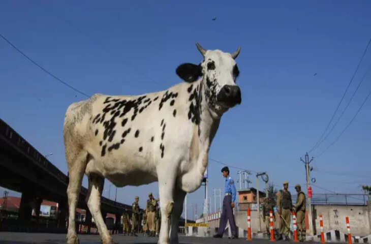 अलवर में गोमुंड मिलने से तनाव, विरोध प्रदर्शन के बाद माहौल गरमाया