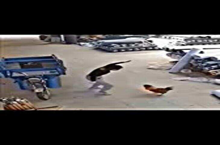 हद पार कर गया मुर्गा! पापा की परी से उलझना पड़ा भारी अगले ही पल हुआ ऐसा हाल,&nbsp;देखें वायरल क्लिप