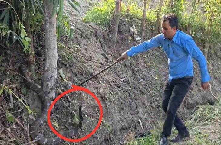 14 फीट लंबे खतरनाक जीव के रेस्क्यू का VIDEO वायरल, मौके पर जुटी गाँव वालों की भीड़&nbsp;