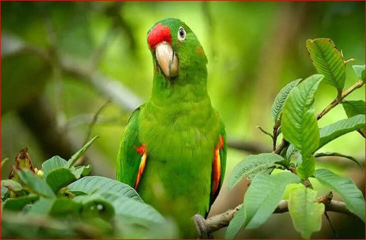 मेरठ में 6 महीने बाद घर लौटा पालतू तोता &lsquo;किट्टू&rsquo;, परिवार ने मनाया जश्न