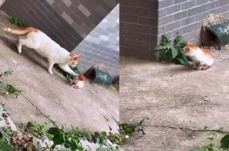 Viral Cat Video: बच्चों तक पहुंचने के लिए बिल्ली ने लगाई पूरी ताकत, कई बार गिरी लेकिन आखिरकार दीवार पर चढ़ गई​​​​​​​