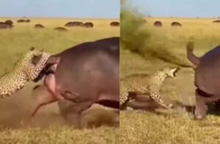 बस एक फार्ट और सब खत्म! तेंदुआ कभी नहीं भूलेगा गेंडे के ये सबक, वीडियो देख रोके नहीं रुकेगी हंसी&nbsp;