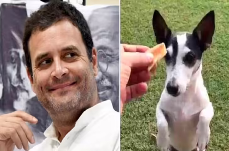 राहुल गांधी और उनके पालतू कुत्ते Pidi की अनोखी दोस्ती, भारत जोड़ो यात्रा से लेकर राजनीतिक विवादों तक की कहानी