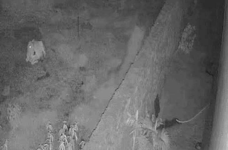 पंजाब में रिहायशी इलाके में घुसा तेंदुआ, घर के आंगन में बंधी गाय को बनाया शिकार; CCTV में कैद हुई पूरी घटना